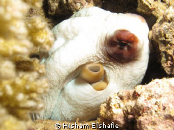 Octopus, at Gobal Island Dive Site by Hisham Elshafie 